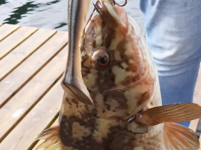 Lippfisch