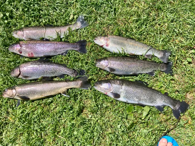 Regenbogenforelle