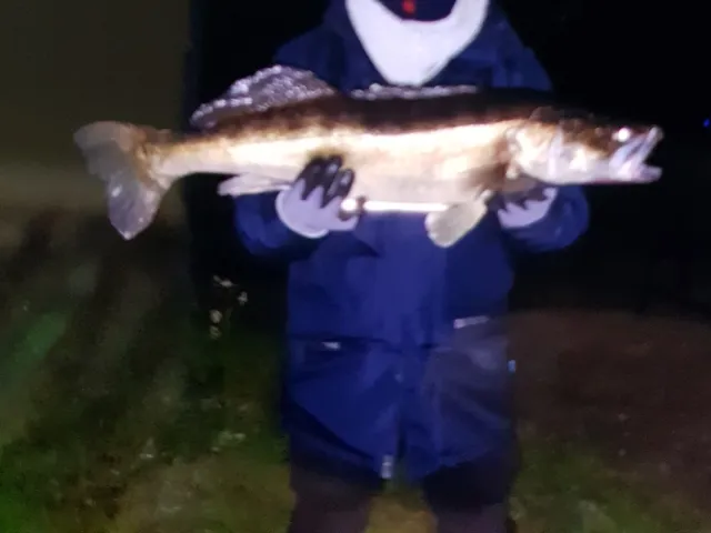 Zander