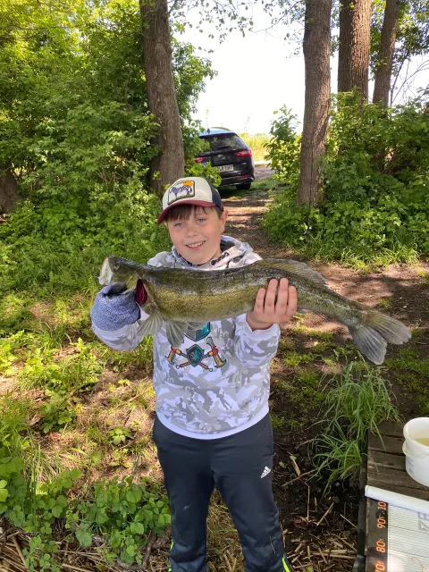 Zander