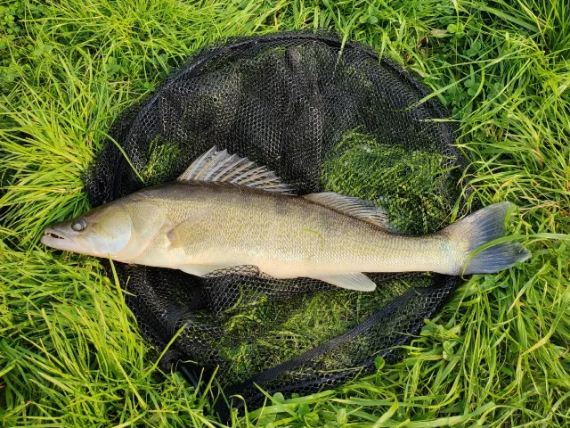 Zander