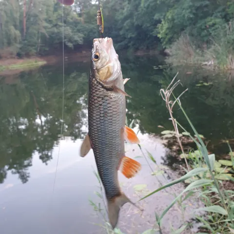 Döbel