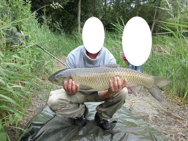 Graskarpfen