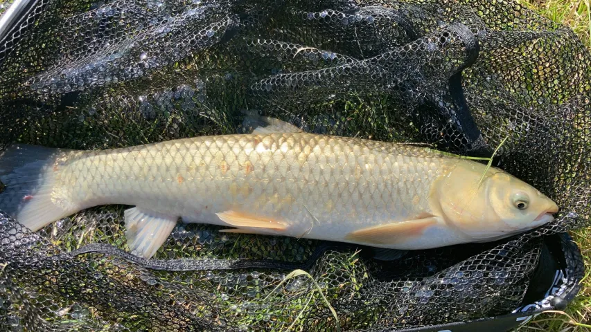 Graskarpfen