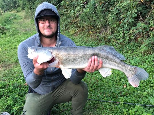 Zander