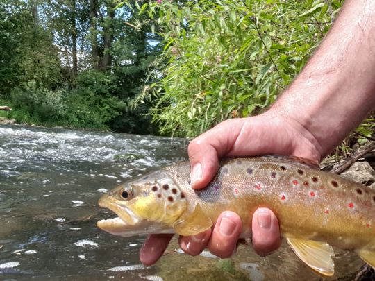 Bachforelle