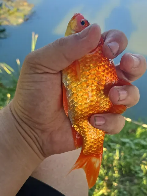 Goldfisch
