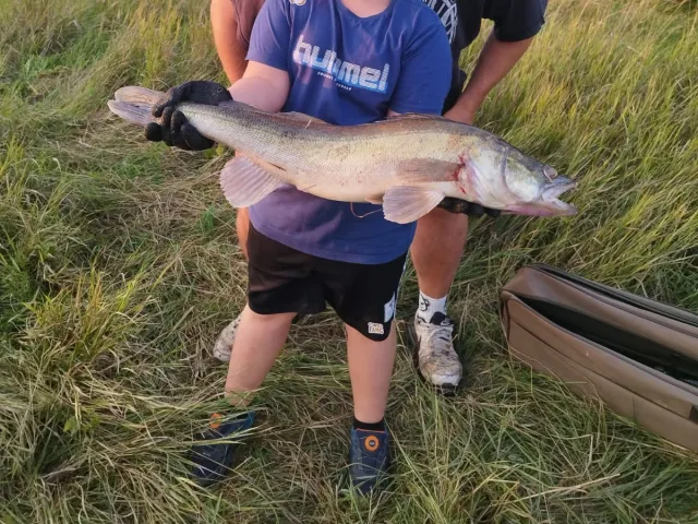 Zander