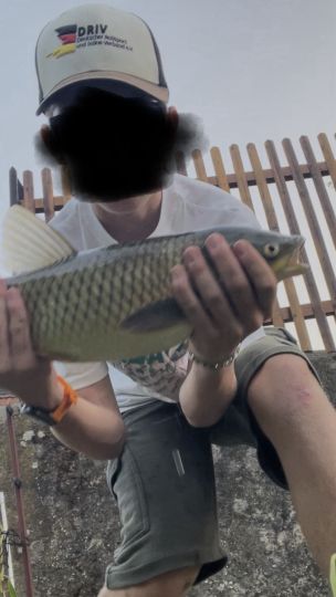 Graskarpfen