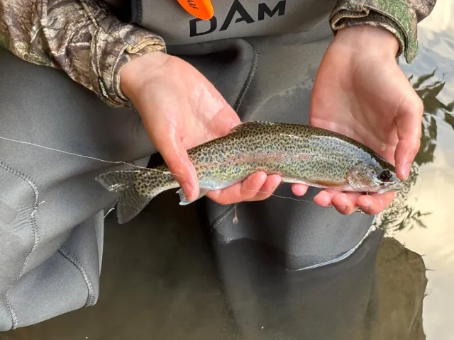 Regenbogenforelle