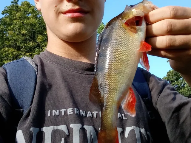Flussbarsch
