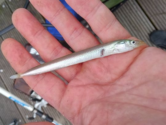 Tobiasfisch