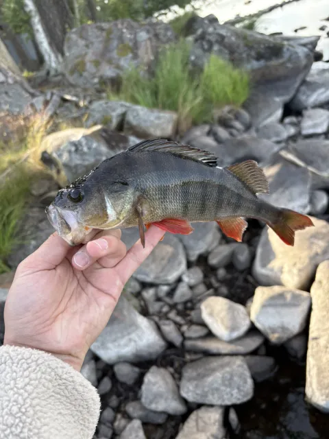 Flussbarsch