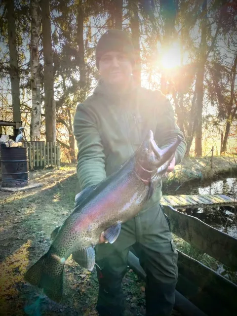 Regenbogenforelle