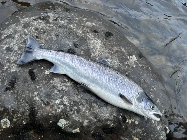 Lachs