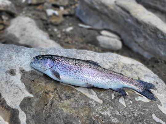Regenbogenforelle