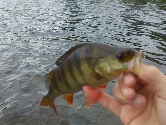 Flussbarsch
