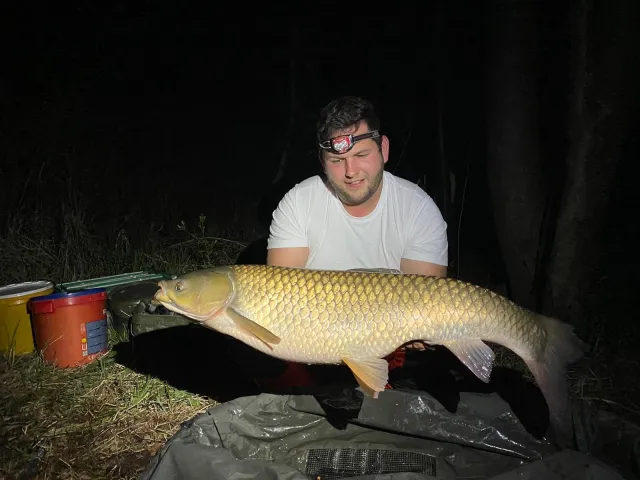 Graskarpfen
