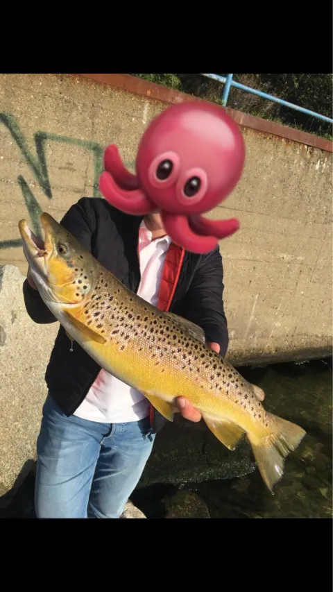 Bachforelle