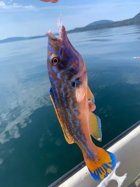 Lippfisch