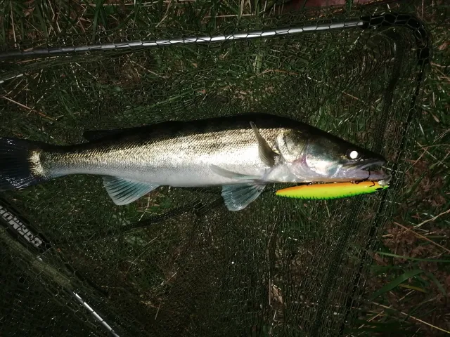 Zander