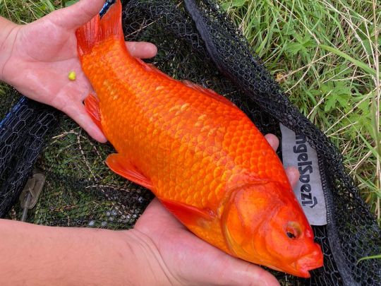 Goldfisch