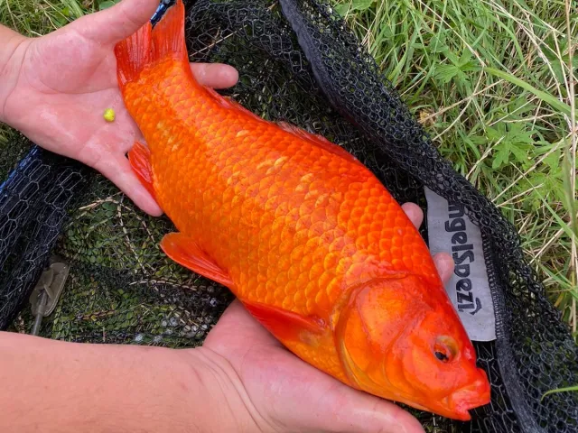 Goldfisch