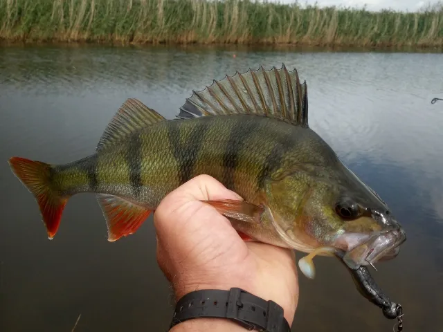Flussbarsch