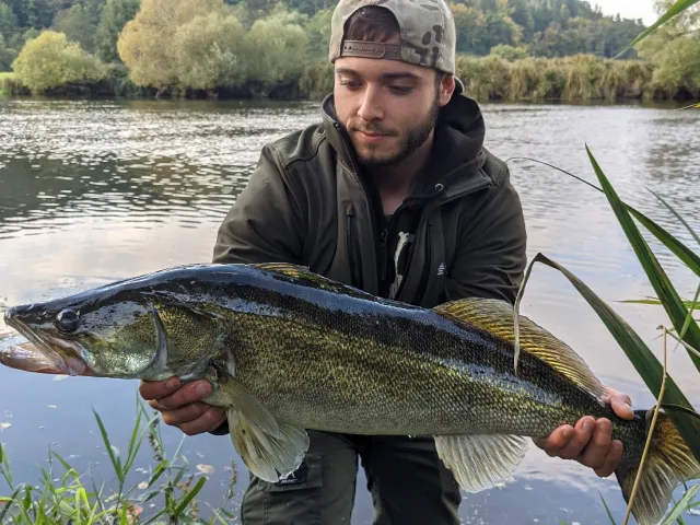 Zander