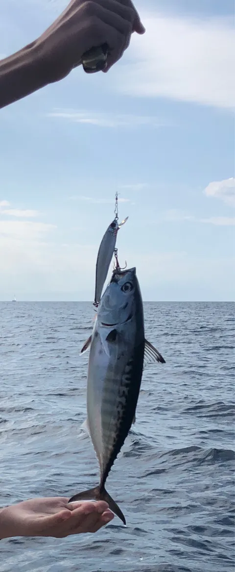 Bonito