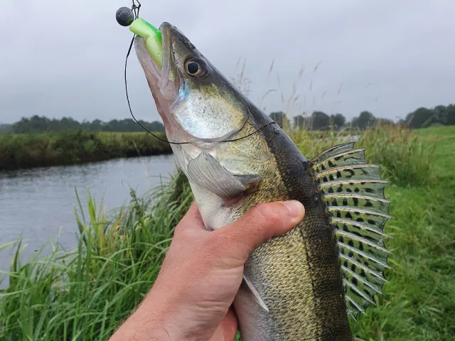 Zander