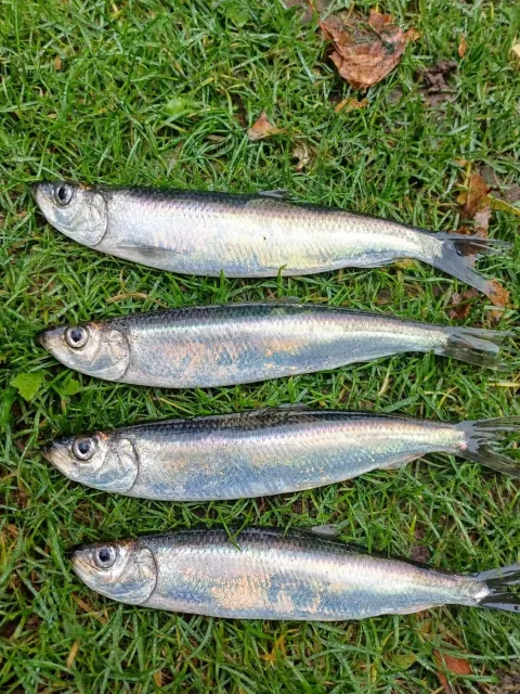 Hering