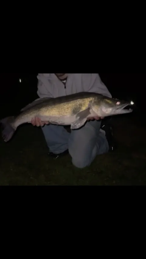 Zander