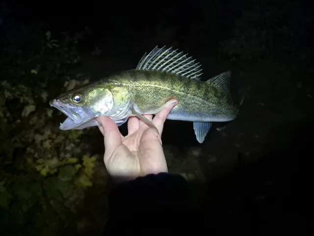 Zander