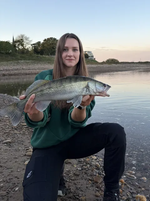 Zander