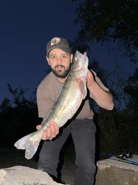Zander