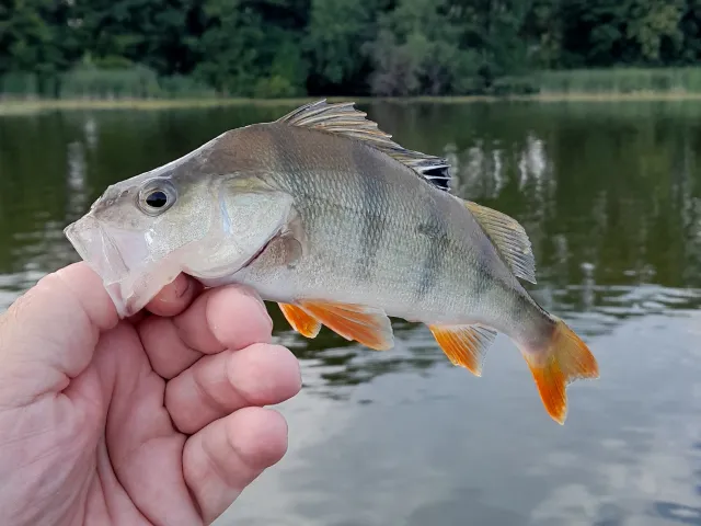 Flussbarsch