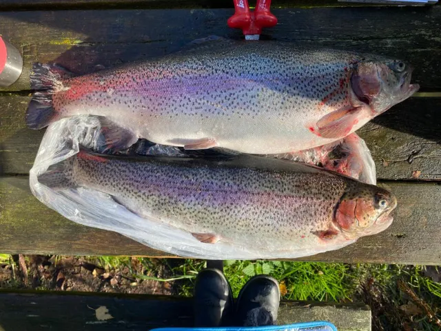 Regenbogenforelle
