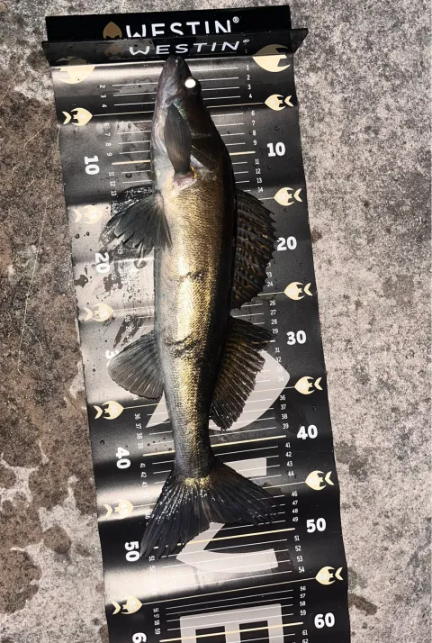 Zander