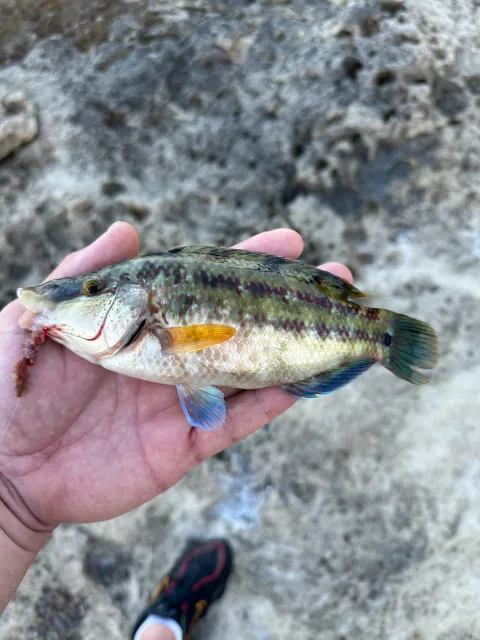 Lippfisch