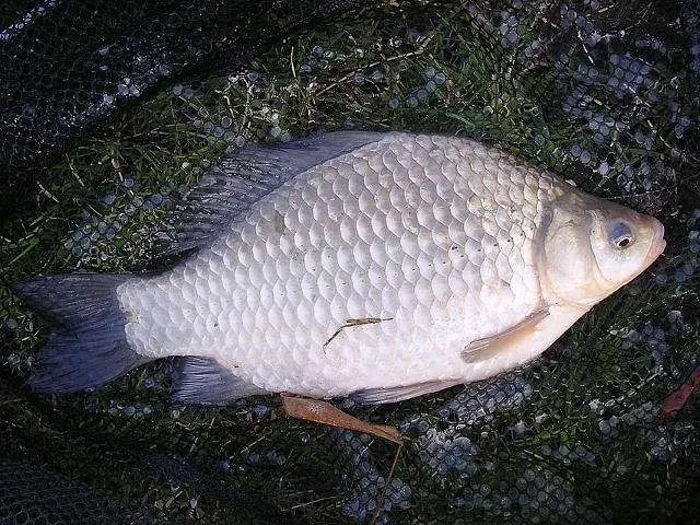 Giebel