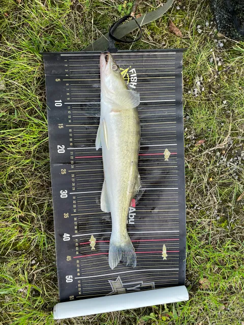 Zander