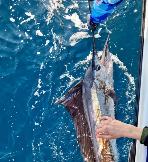 Marlin