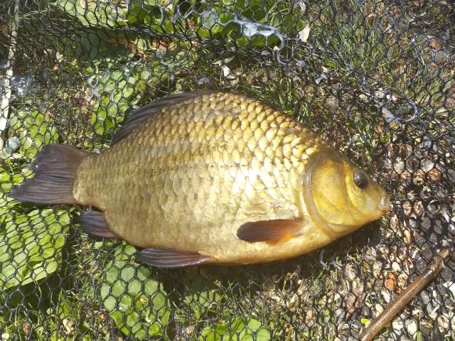 Karausche