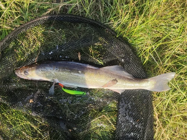 Zander
