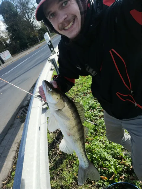 Zander