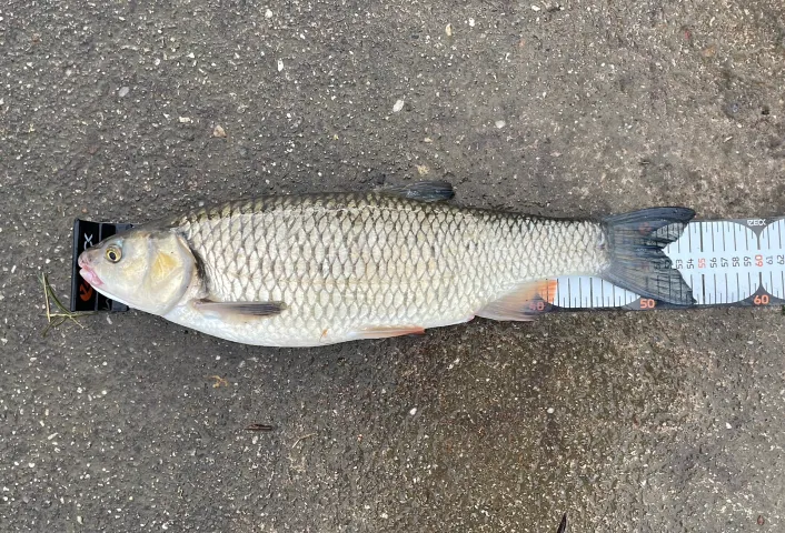 Döbel