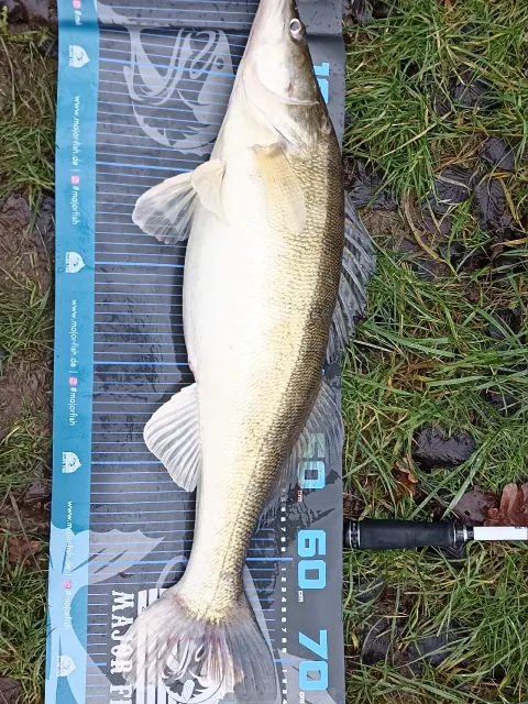 Zander