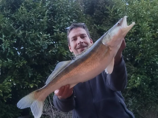 Zander