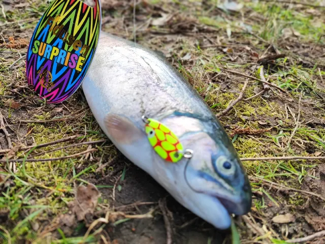 Regenbogenforelle